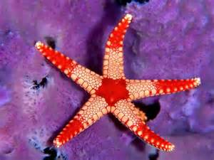 Saltwater Aquarium Starfish