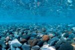 SeaView Background River Rock/Sea of Green 18in