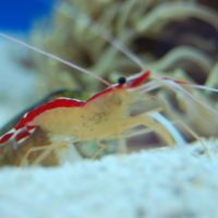 Cleaner Shrimp