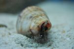 Tiger Conch