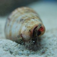 Tiger Conch