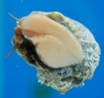 Mexican Turbo Snail