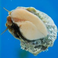 Mexican Turbo Snail
