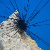 Longspine urchin