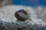 Astrea Snail