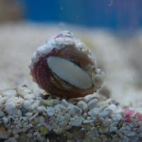 Astrea Snail