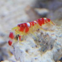 Candy Stripe Pistol Shrimp