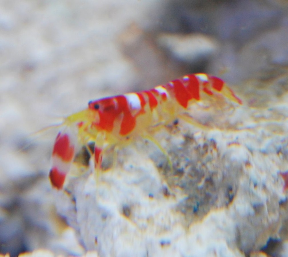 randalls pistol shrimp