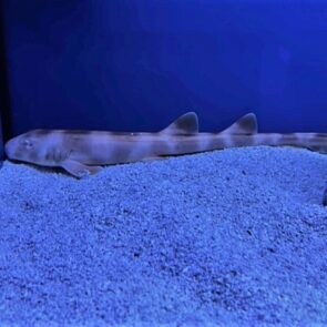 Brown Banded Cat Shark