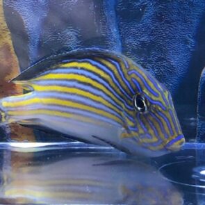 Clown Tang