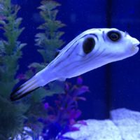 Striped Puffer