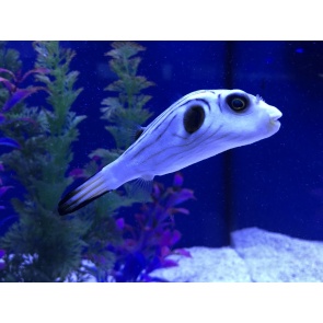 Striped Puffer