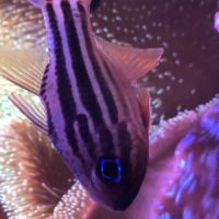 Ochre Striped Cardinalfish