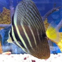 Sailfin Tang