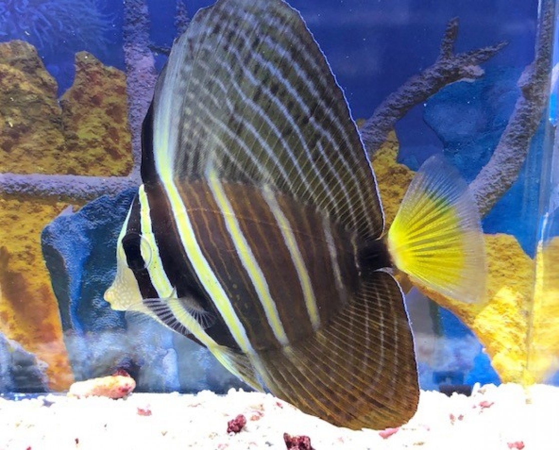 Sailfin Tang Blue Reef Aquatics Tropical Fish