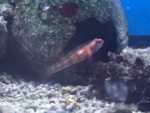 Striped Trimma Goby