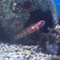 Striped Trimma Goby