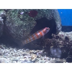 Striped Trimma Goby