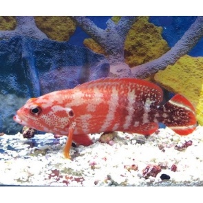 Red V Tail Grouper