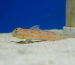 Diamond Goby