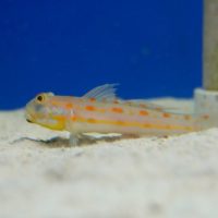Diamond Goby