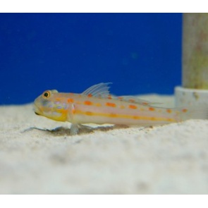 Diamond Goby