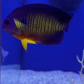 Coral Beauty Angel
