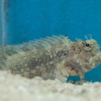 Lawnmower Blenny