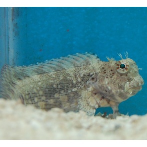 Lawnmower Blenny