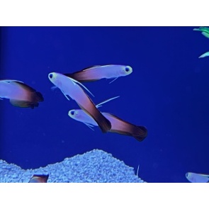 Red Firefish