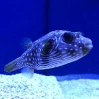 Stars and Stripes Puffer
