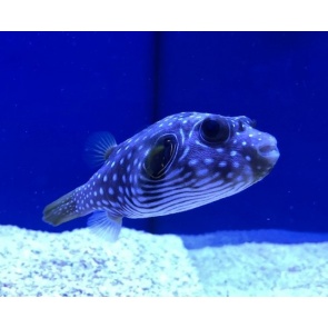 Stars and Stripes Puffer