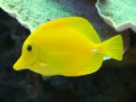 Yellow Tang