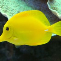Yellow Tang
