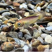 Apisto. Agassizi Cichlid