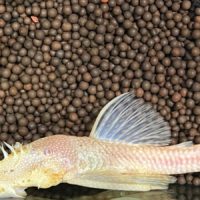 Bristlenose Albino Pleco L-144