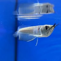 Silver Arowana