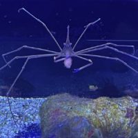 Arrow Crab
