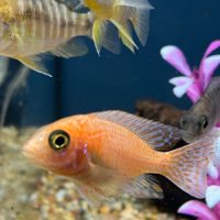 Asst Peacock Cichlid