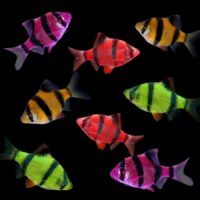 GloFish Barb Asst Colors