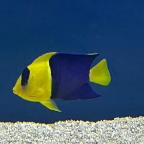 Bicolor Angel