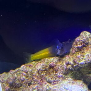Bicolor Blenny