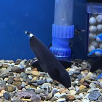 Black Ghost Knifefish