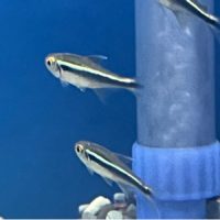 Black Neon Tetra