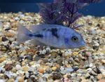 Blue Dolphin Cichlid