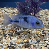 Blue Dolphin Cichlid