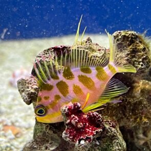 Borbonius Anthias