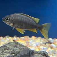 Red Fin Borleyi