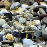 Bumblebee Goby