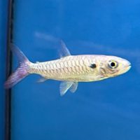 Pink Tailed Chalceus